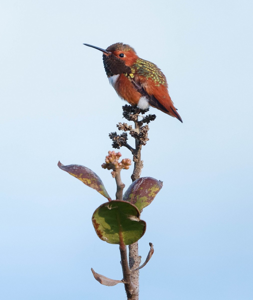 Allen Kolibrisi - ML646226175