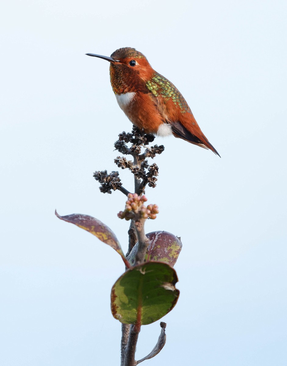 Allen Kolibrisi - ML646226176