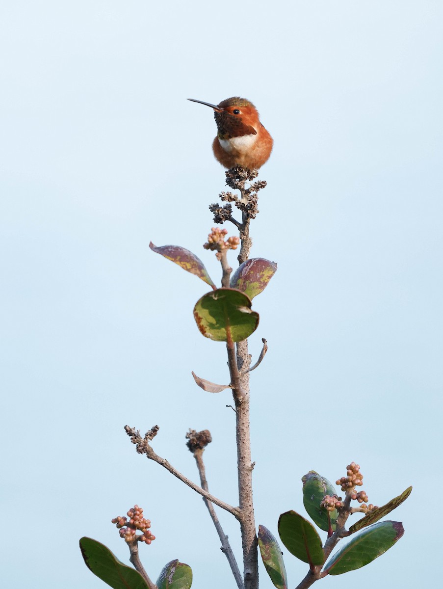 Allen Kolibrisi - ML646226177