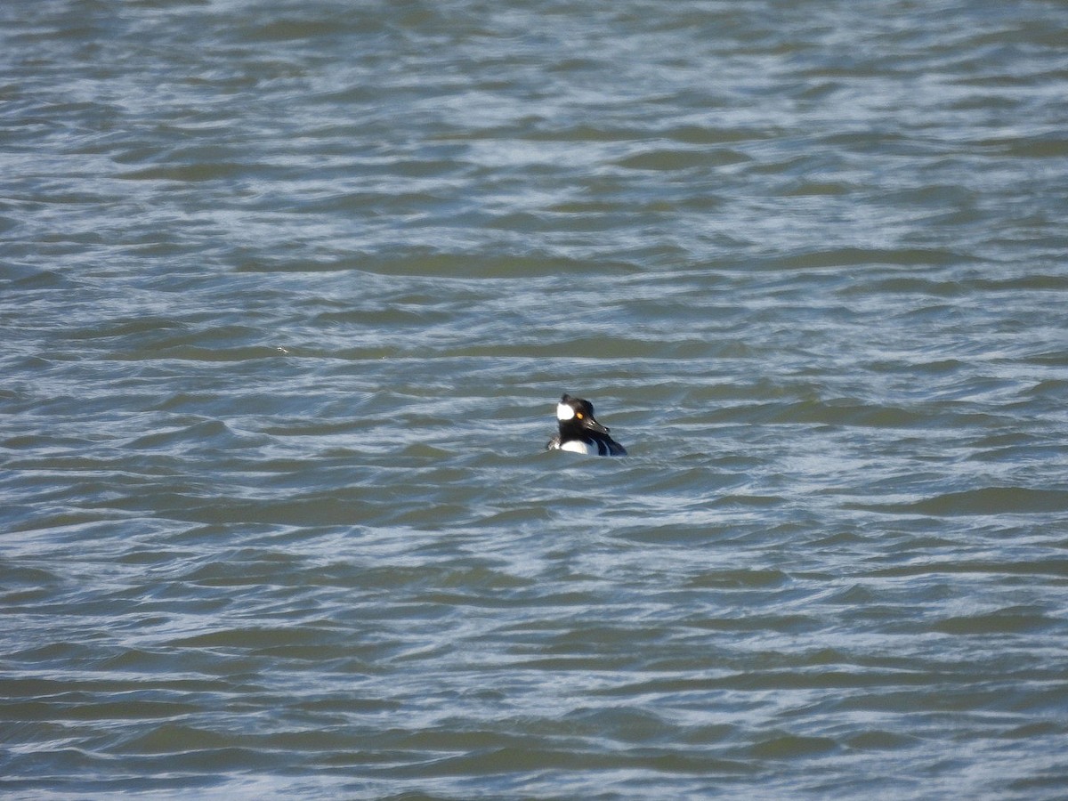 Başlıklı Tarakdiş - ML646226178