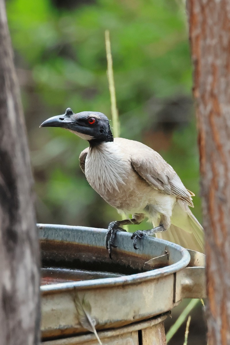 Bağırgan Keşişkuşu - ML646226179