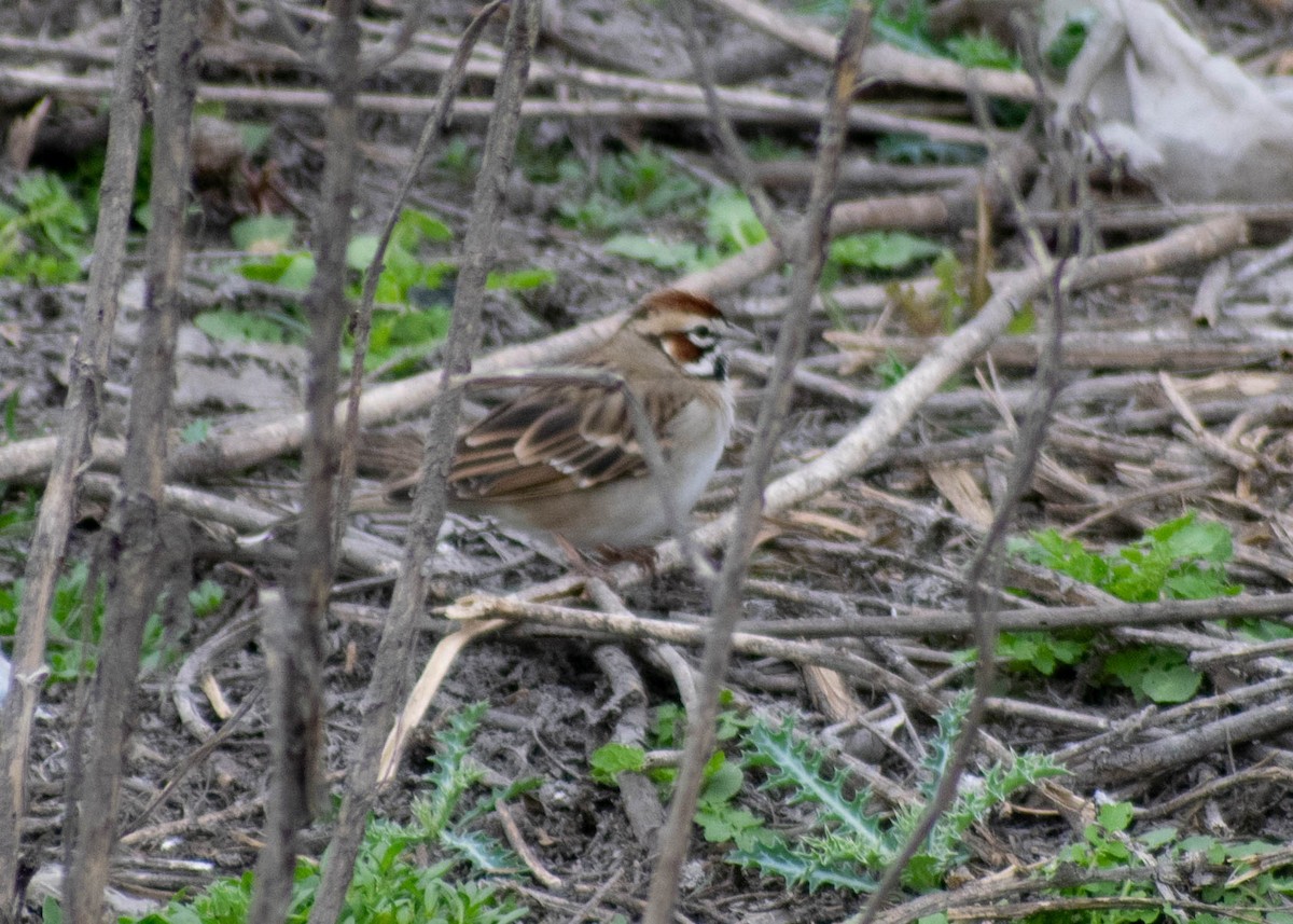 Toygar Serçesi - ML646226180