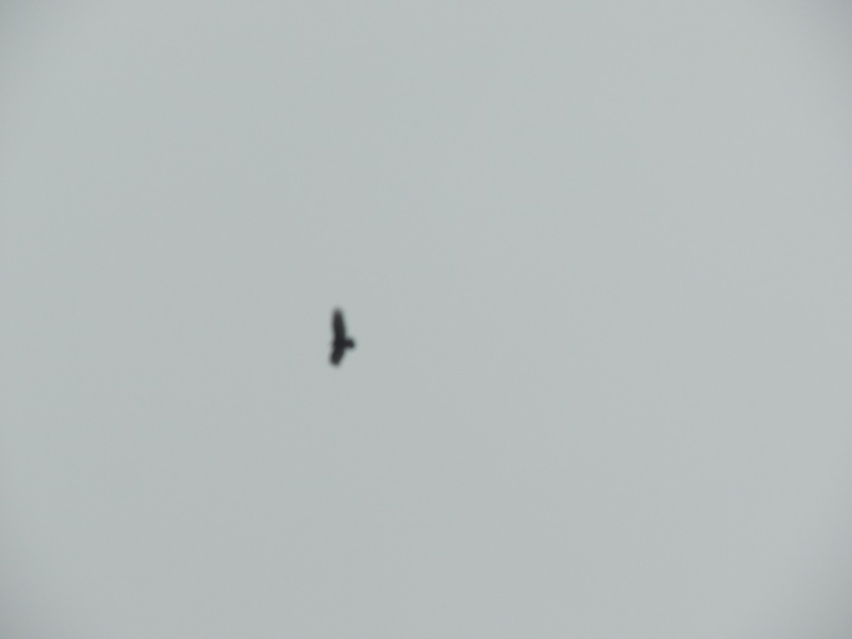 Hindi Akbabası - ML646226181