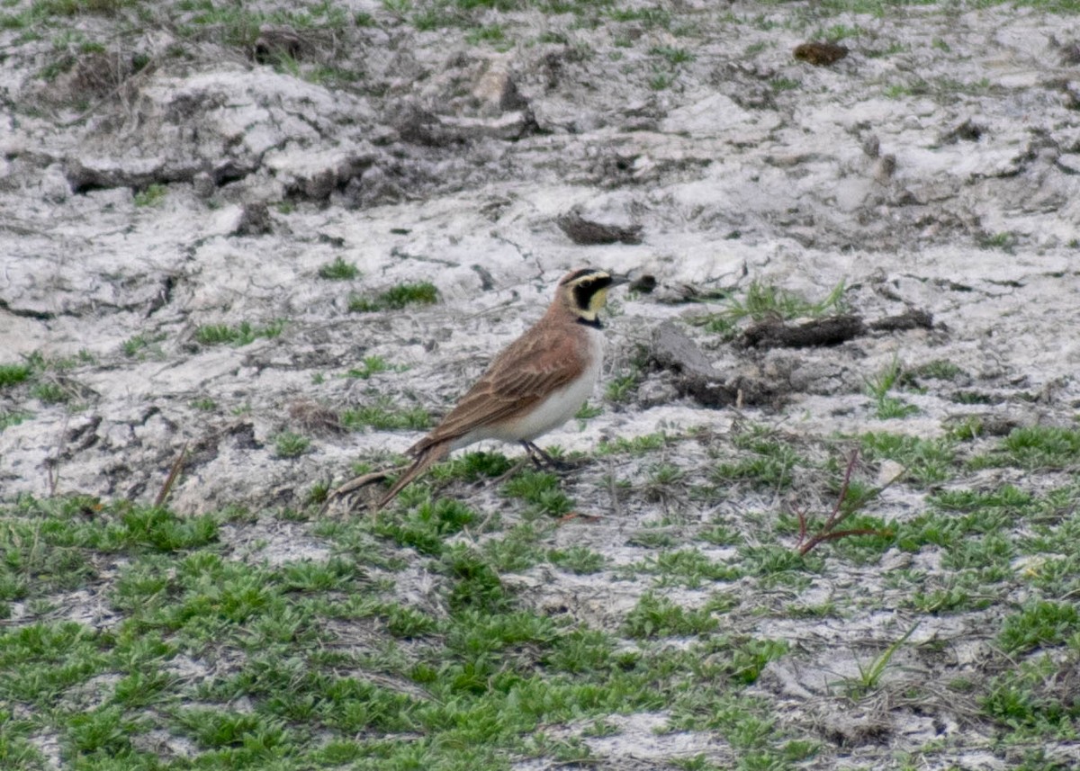 Kulaklı Toygar [chrysolaema grubu] - ML646226182