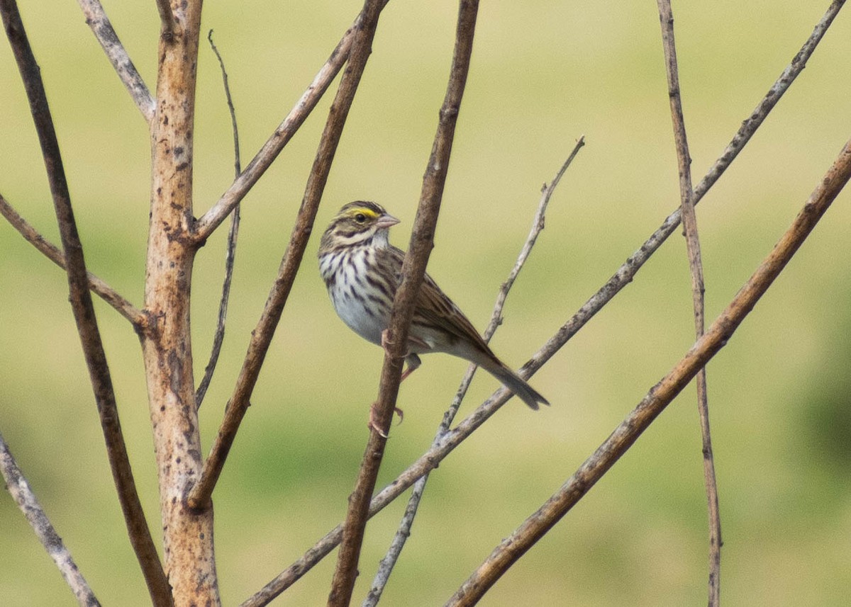 Savannah Serçesi [sandwichensis grubu] - ML646226183