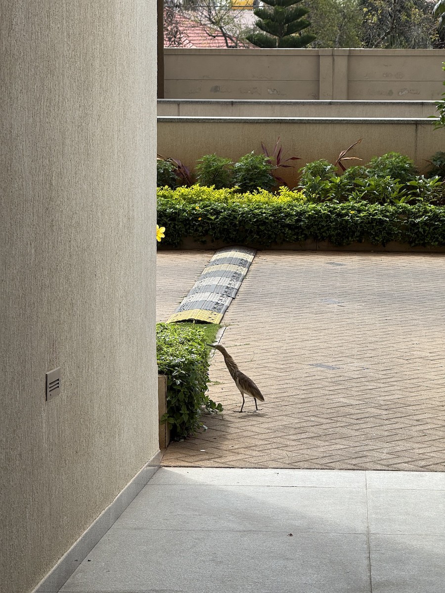 Hint Alaca Balıkçılı - ML646226184