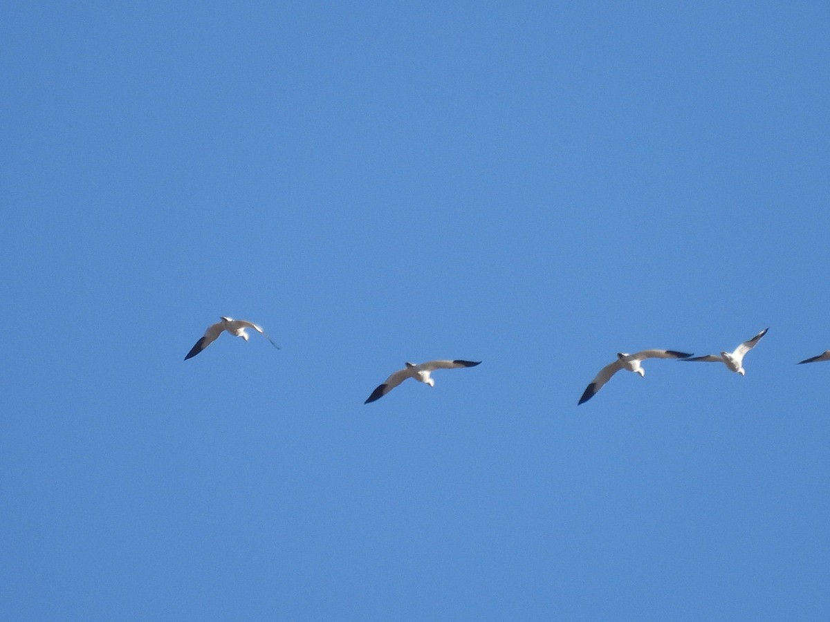 Kar Kazı - ML646226185