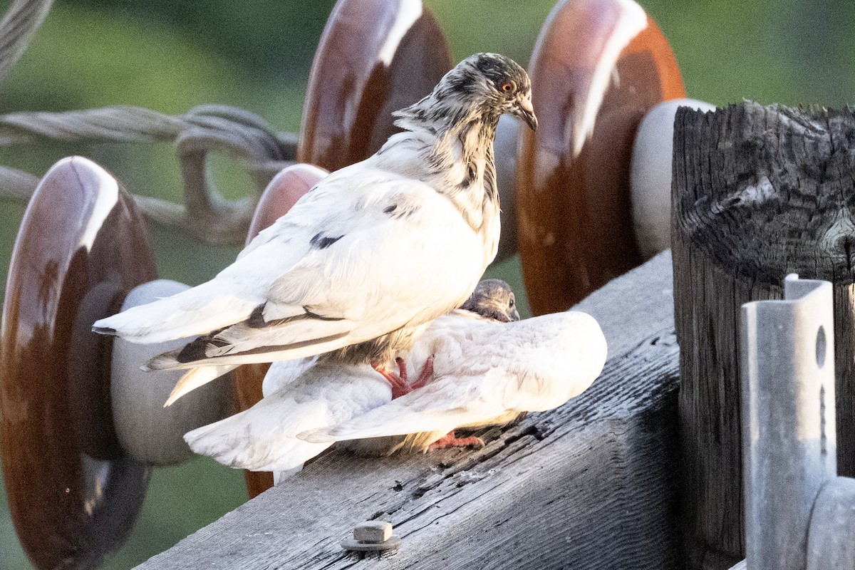 Kaya Güvercini (evcil tip) - ML646226187