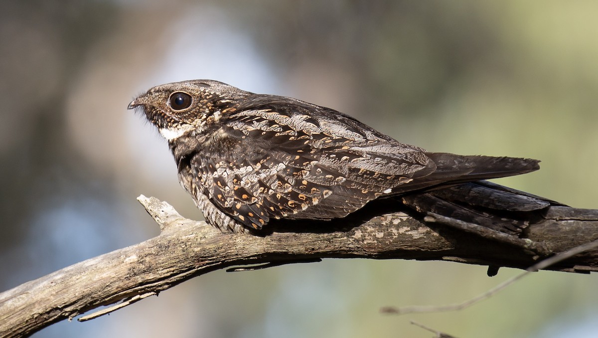 Doğu Avustralya Çobanaldatanı - ML646226188