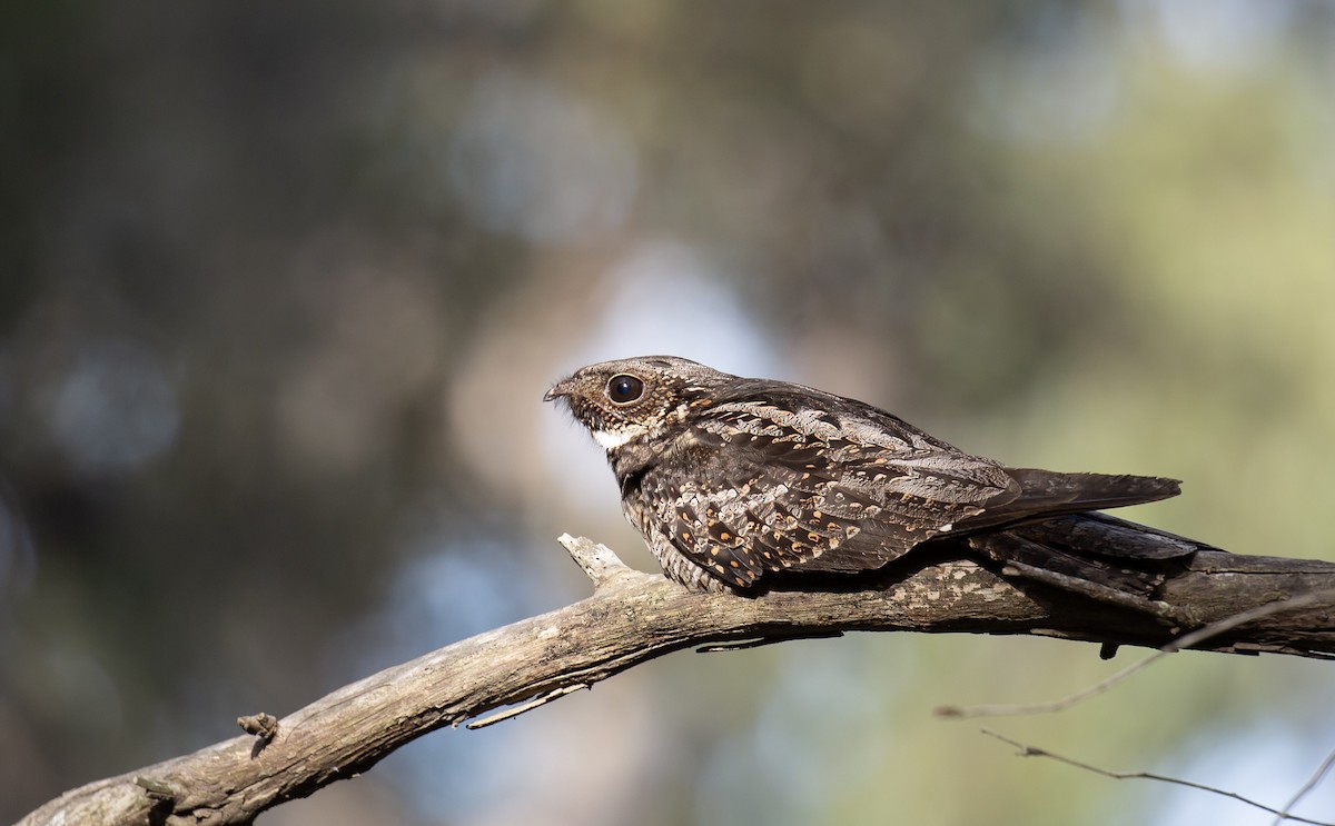 Doğu Avustralya Çobanaldatanı - ML646226190