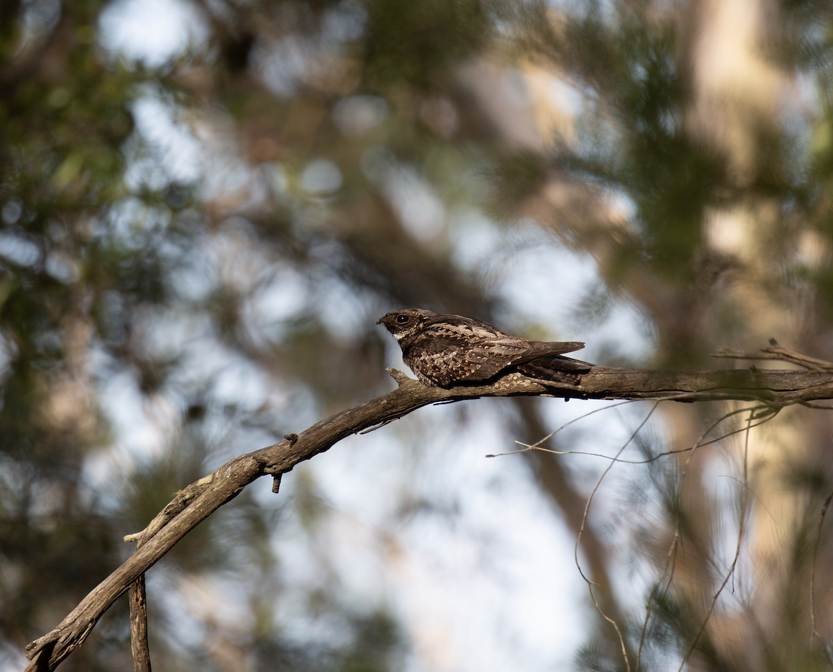 Doğu Avustralya Çobanaldatanı - ML646226191