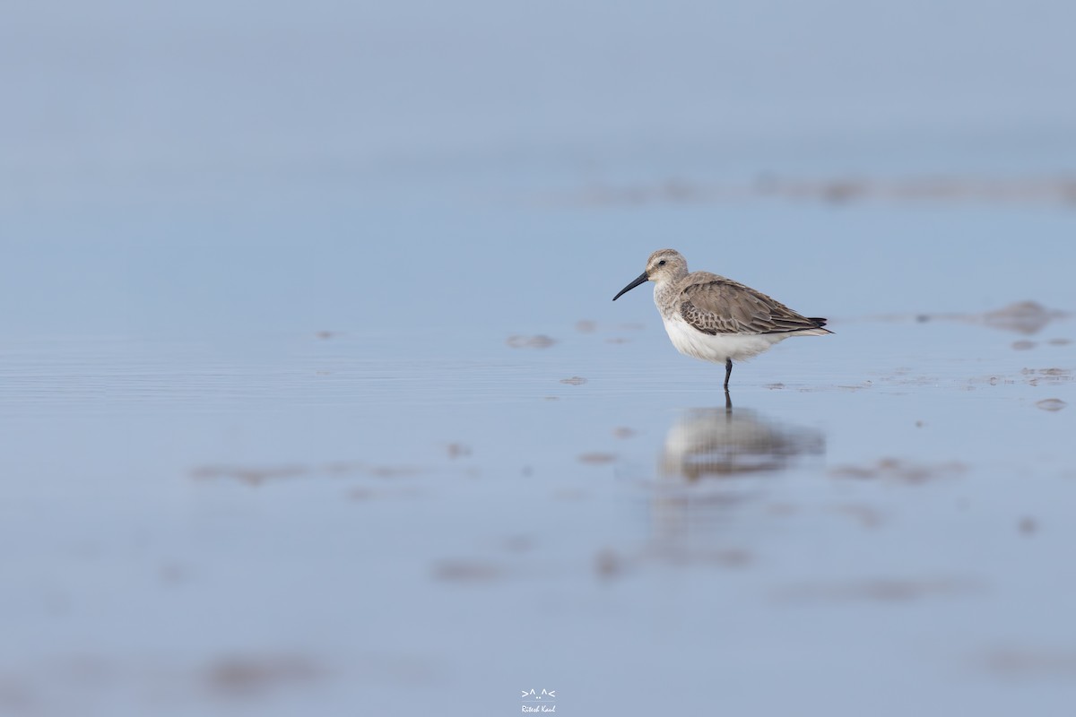 Kara Karınlı Kumkuşu - ML646226193