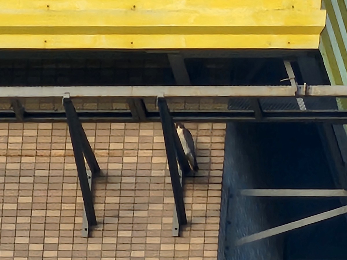 Gökdoğan - ML646226194