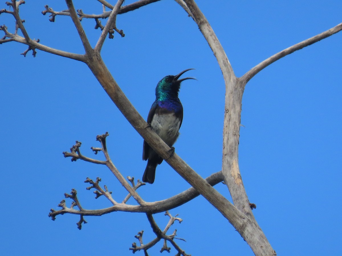 Ak Karınlı Nektarkuşu - ML646226195