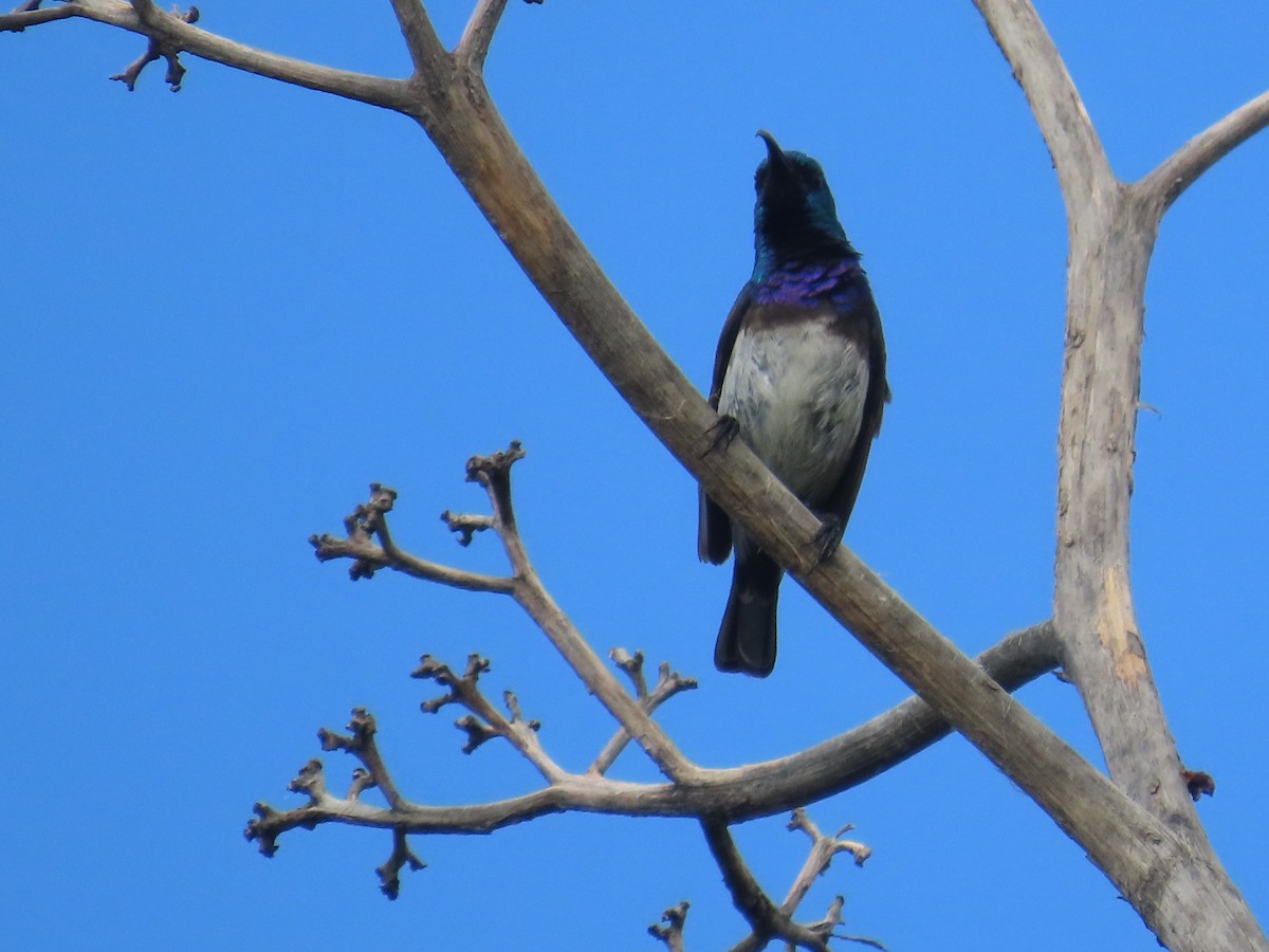 Ak Karınlı Nektarkuşu - ML646226196