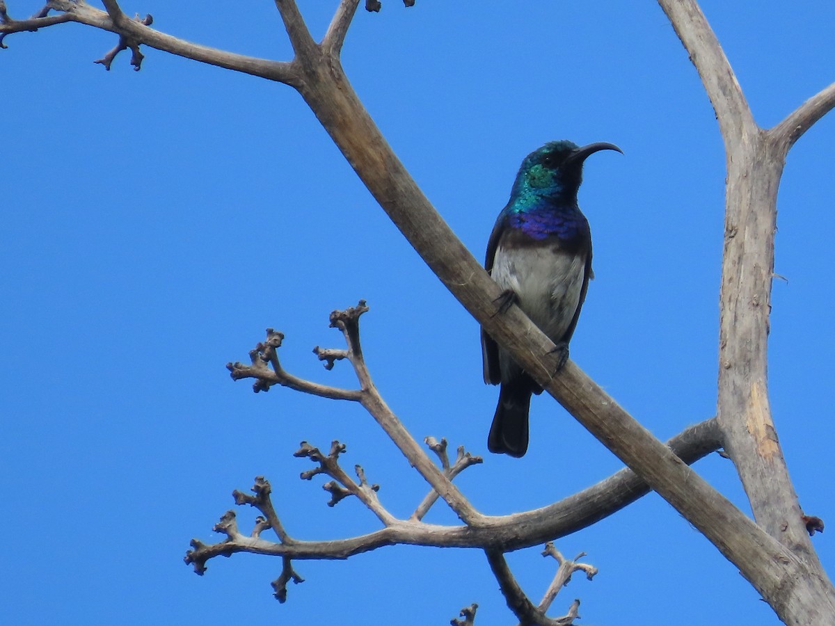 Ak Karınlı Nektarkuşu - ML646226197