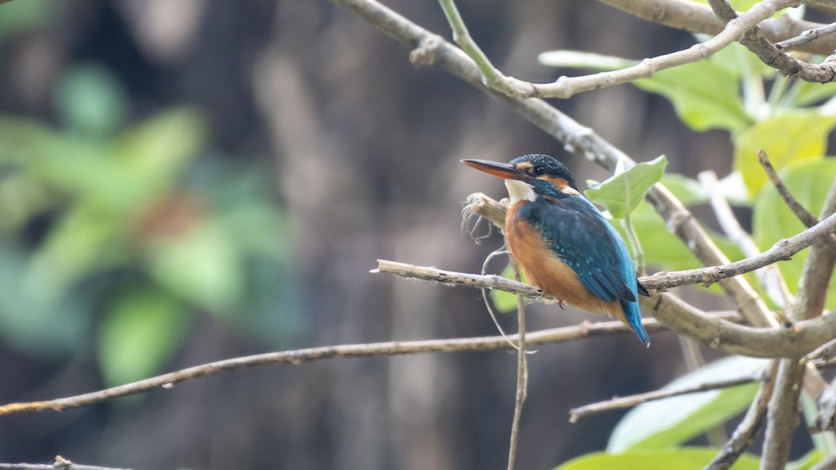 Common Kingfisher - ML646226199