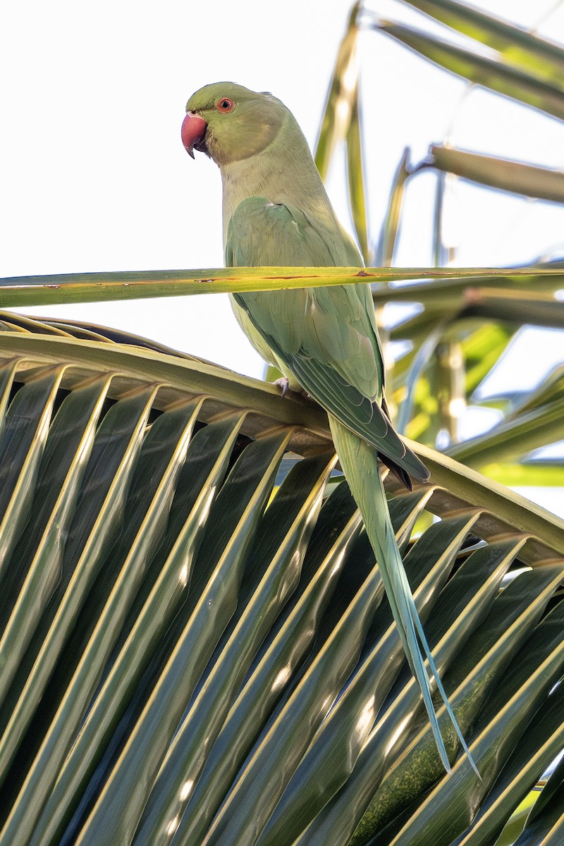 Yeşil Papağan - ML646226200