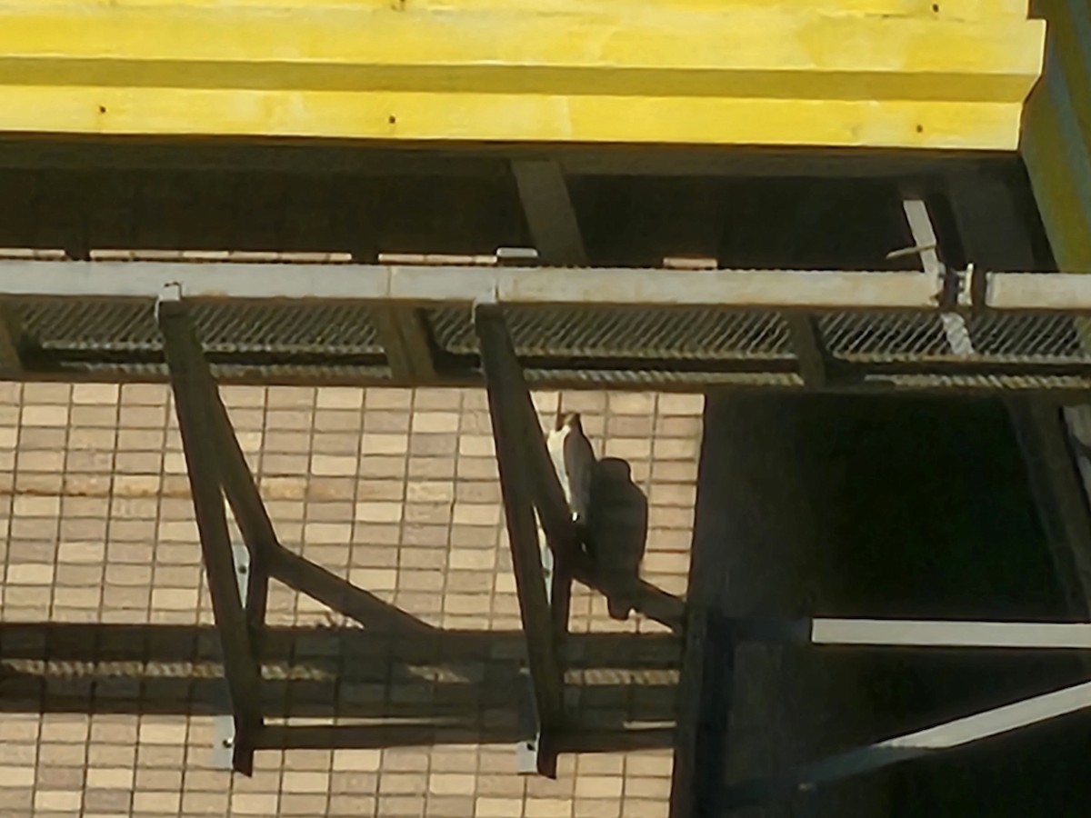 Gökdoğan - ML646226202