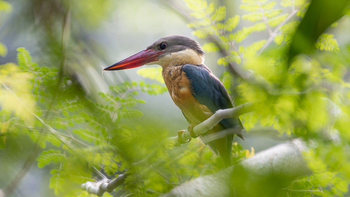 Stork-billed Kingfisher - ML646226203