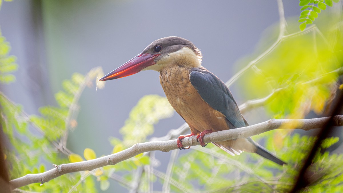 Stork-billed Kingfisher - ML646226204