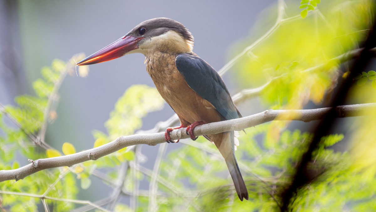 Stork-billed Kingfisher - ML646226205