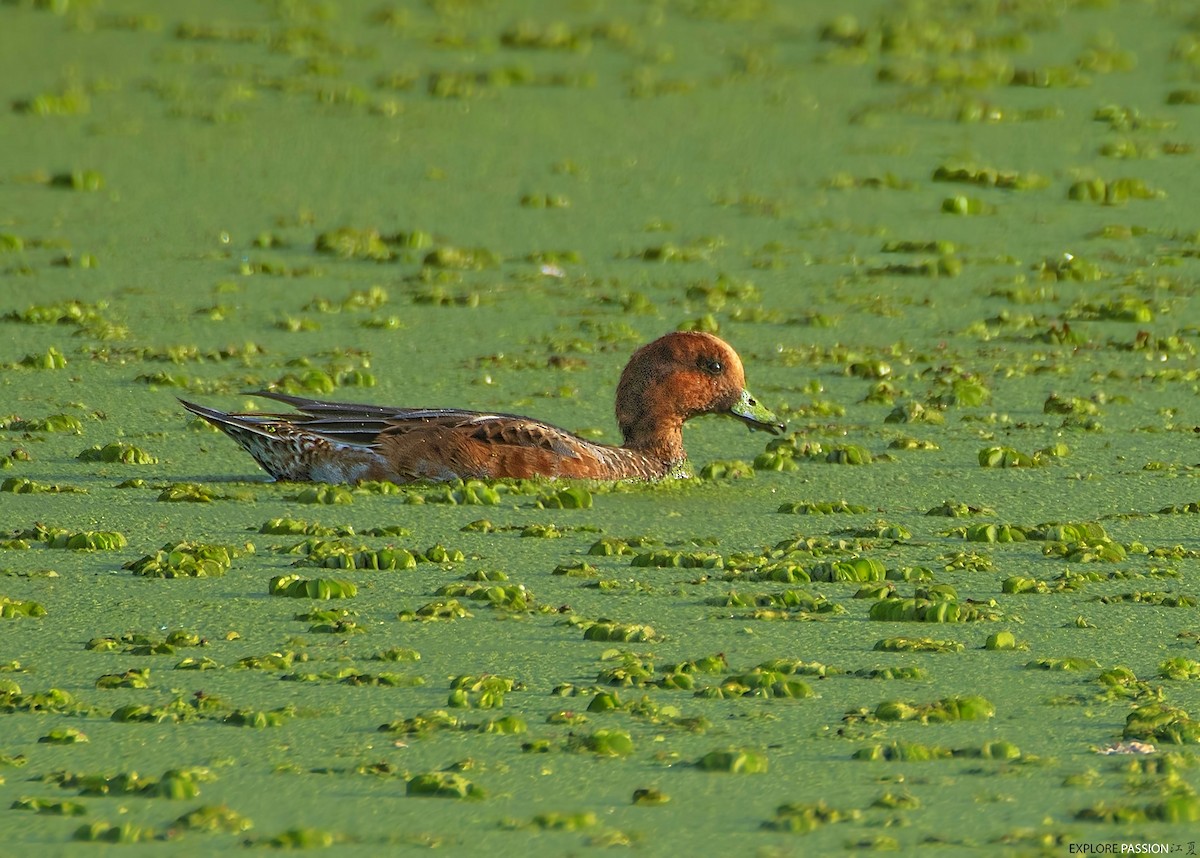 Eurasian Wigeon - ML646226207