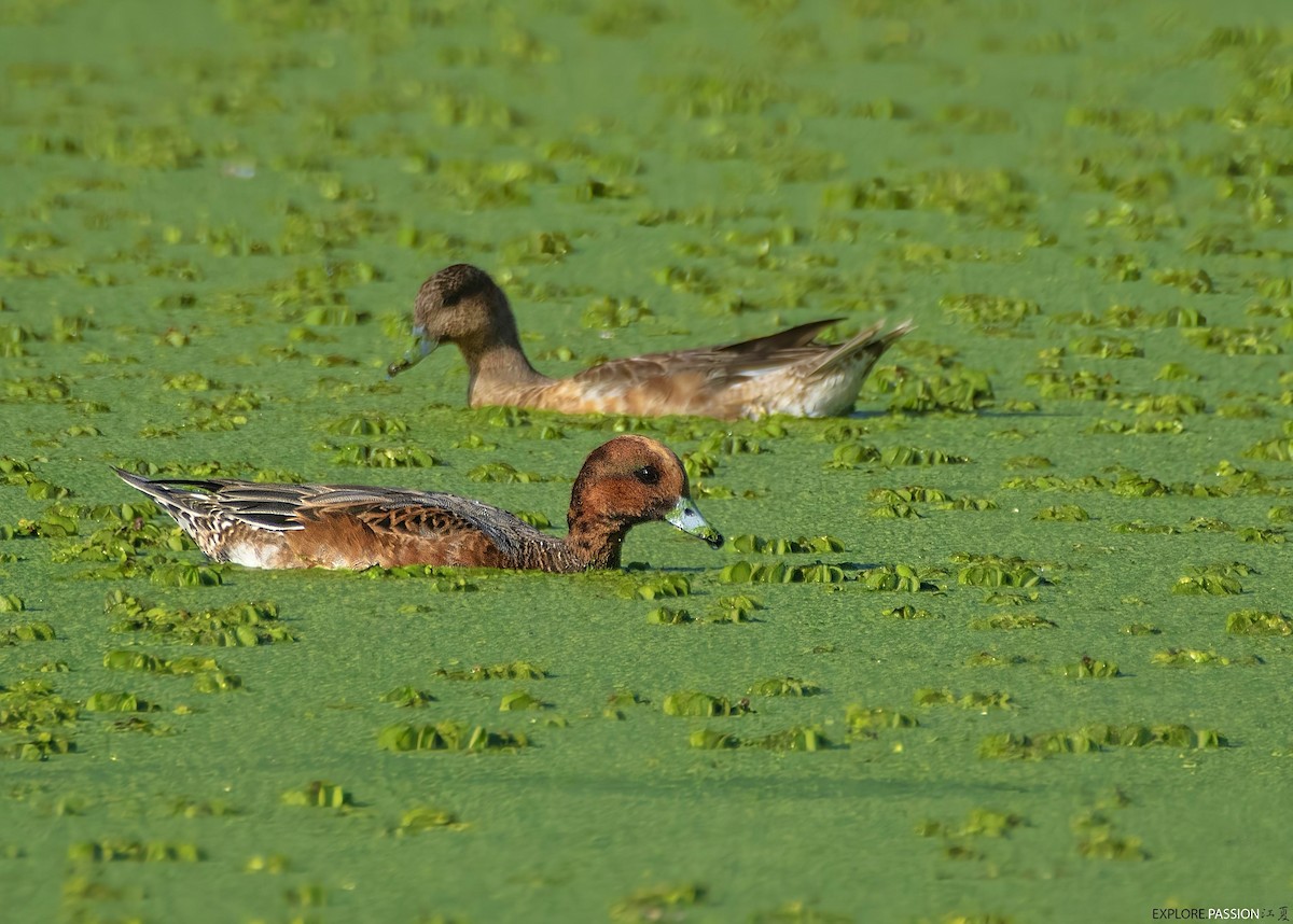 Eurasian Wigeon - ML646226208