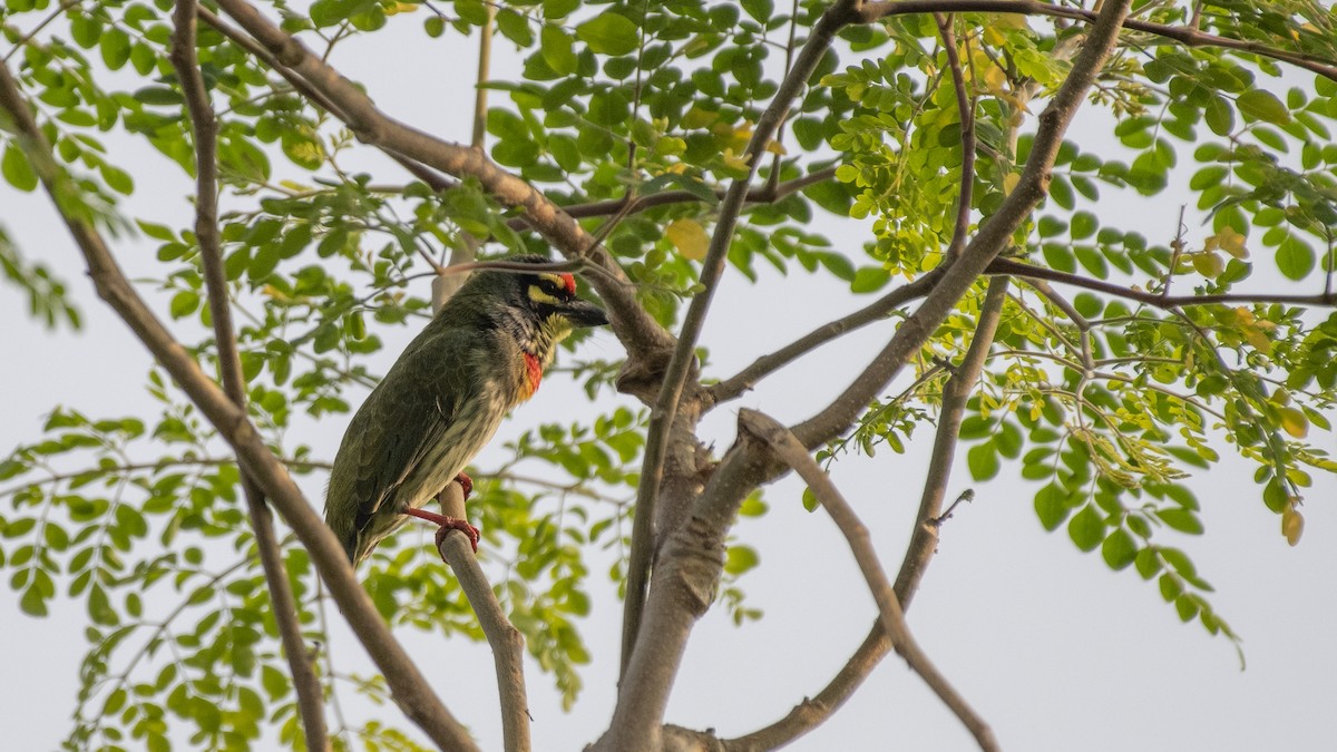 Coppersmith Barbet - ML646226210