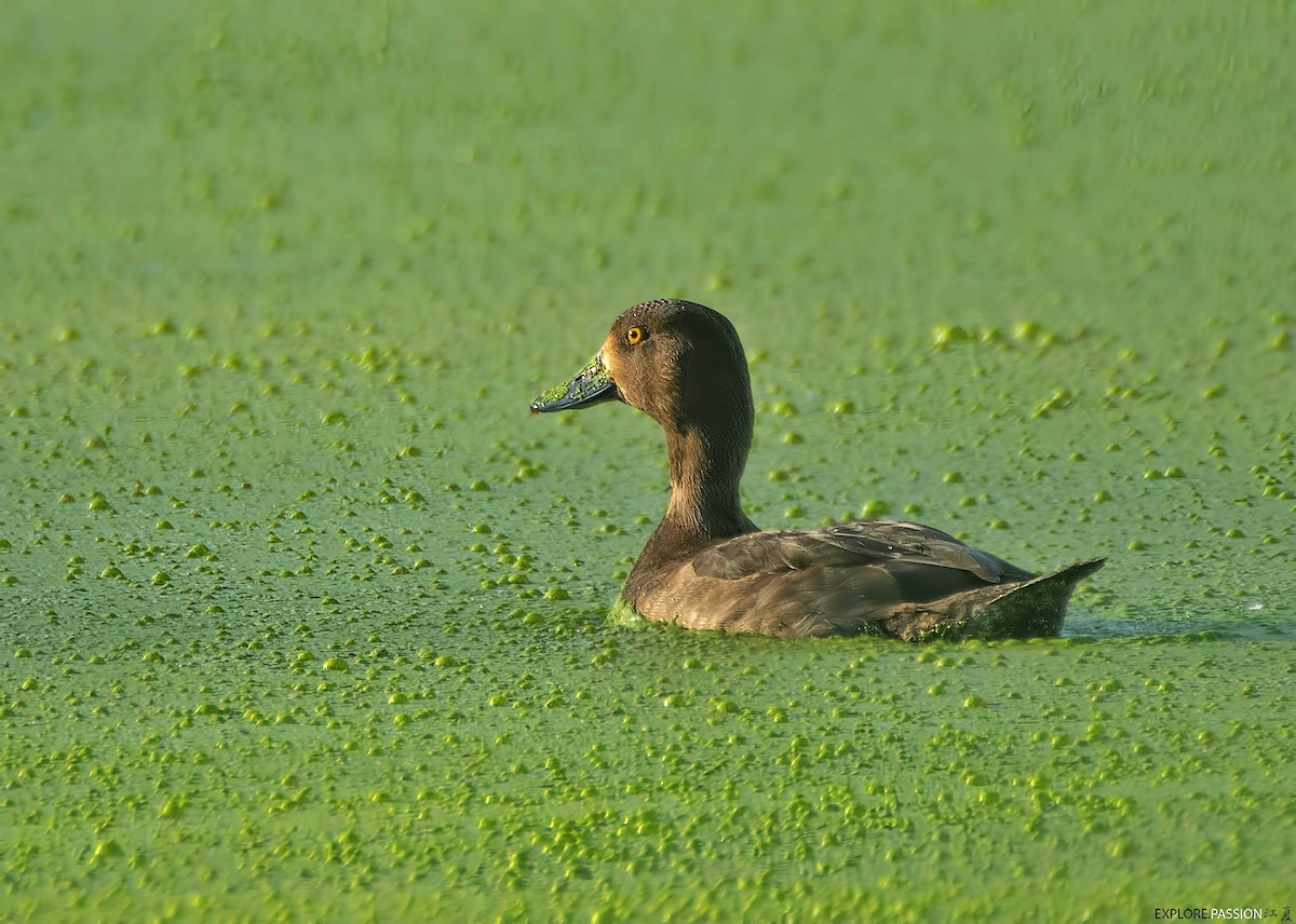 Tufted Duck - ML646226211