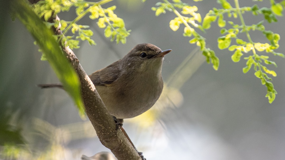 Blyth's Reed Warbler - ML646226217