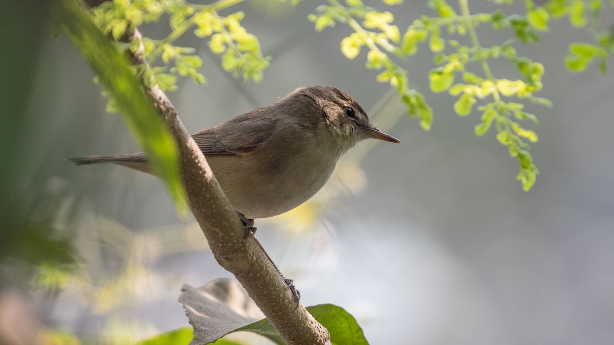 Blyth's Reed Warbler - ML646226218