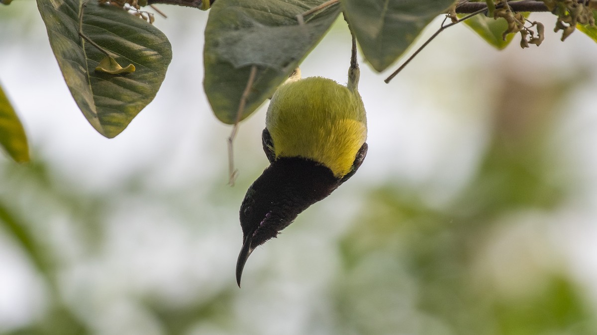 Purple-rumped Sunbird - ML646226219