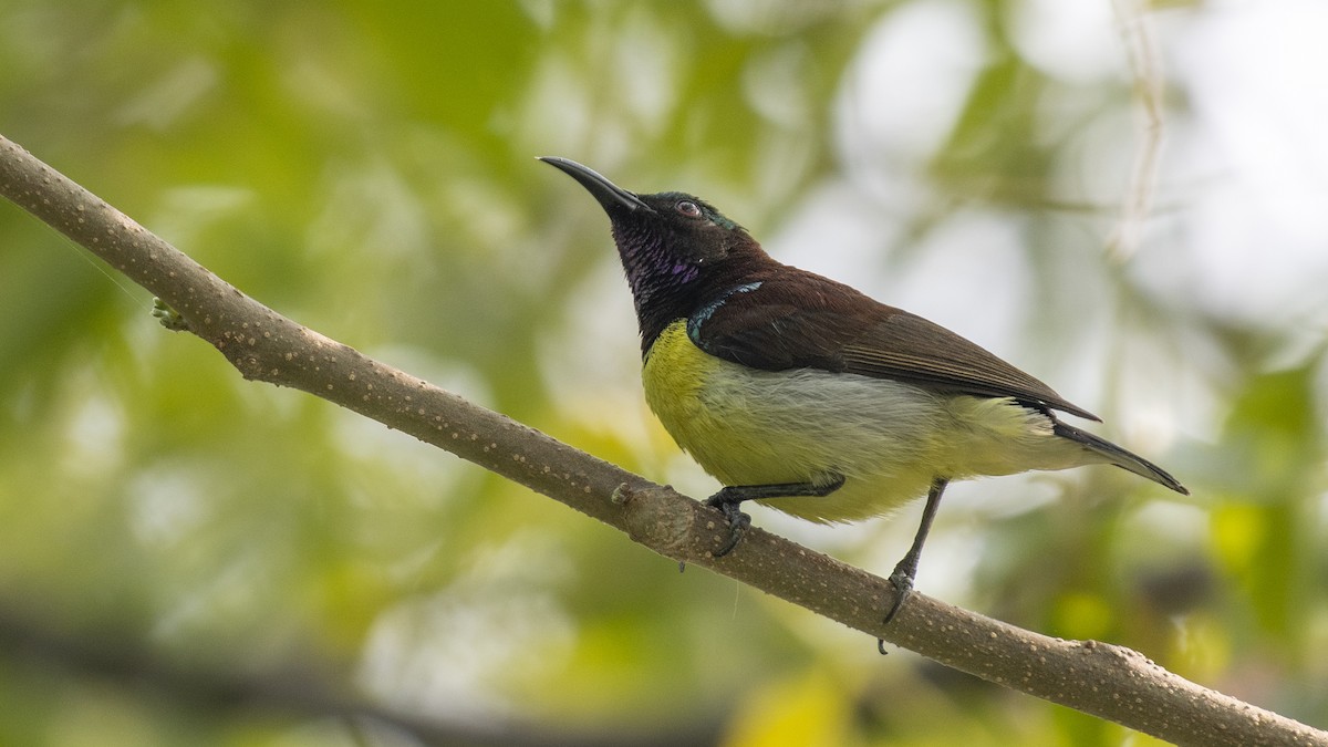 Purple-rumped Sunbird - ML646226220