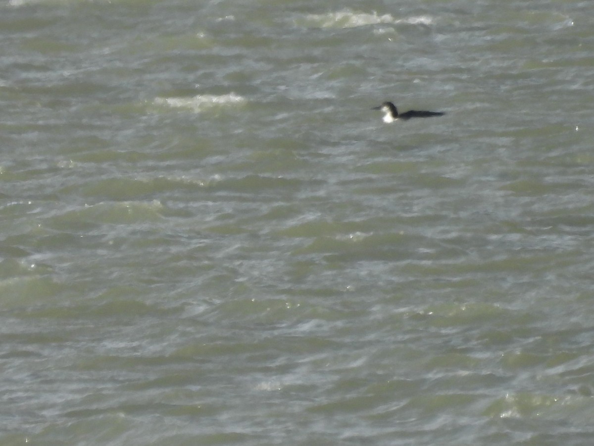 Strolaga maggiore - ML646226221