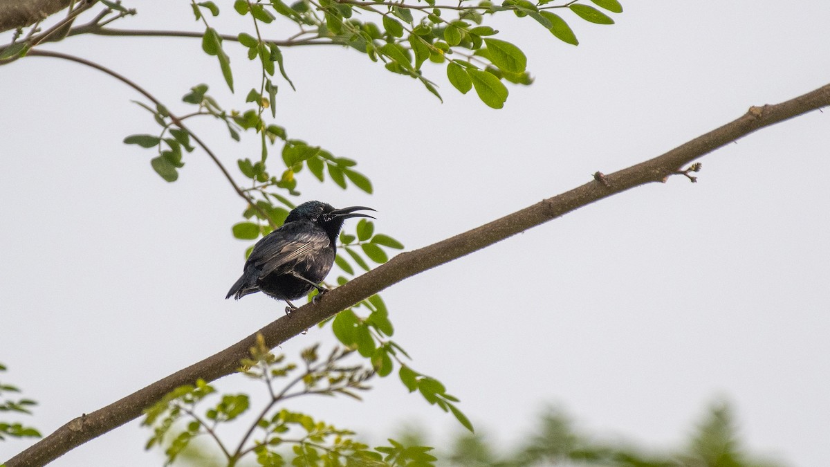 Purple Sunbird - ML646226225