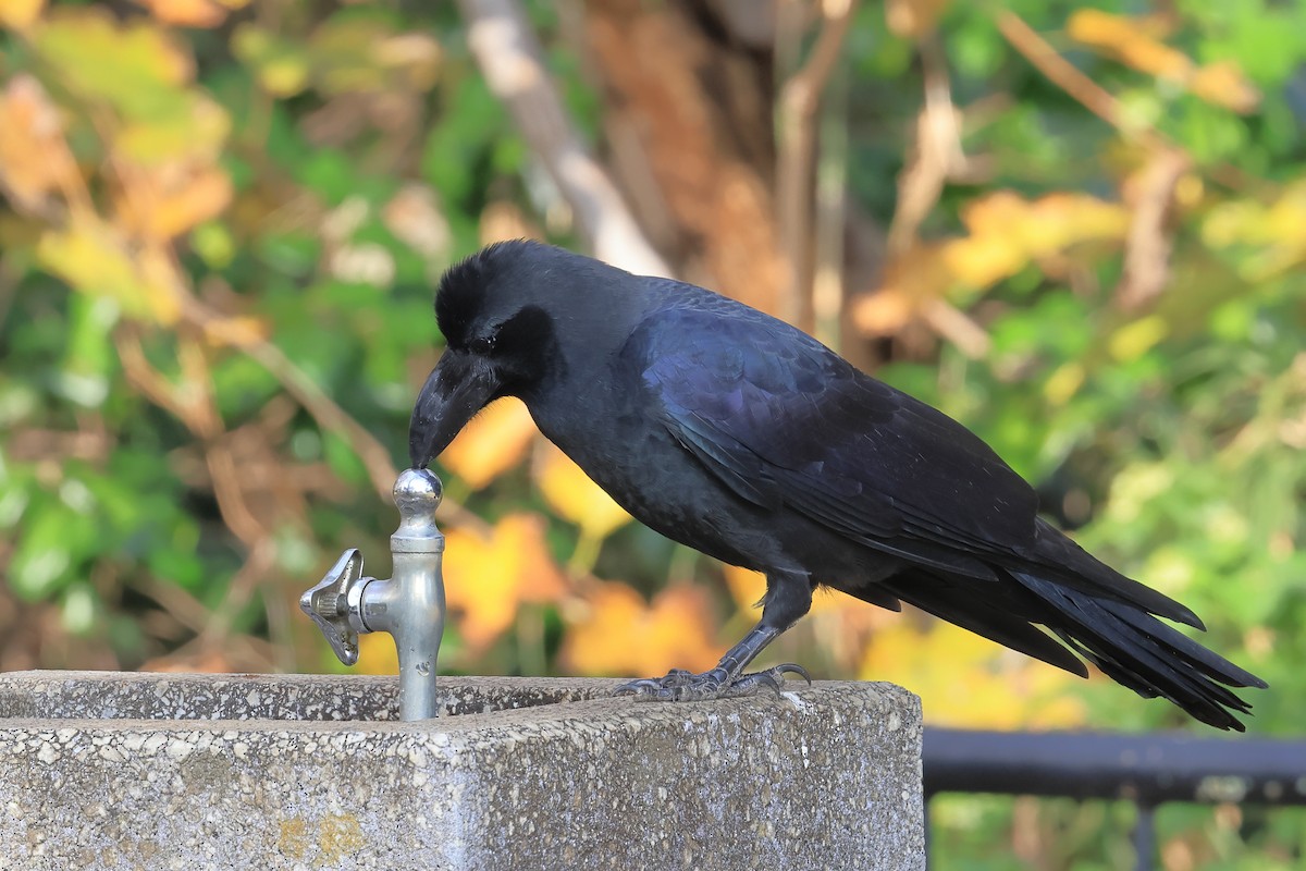 Large-billed Crow - ML646226226
