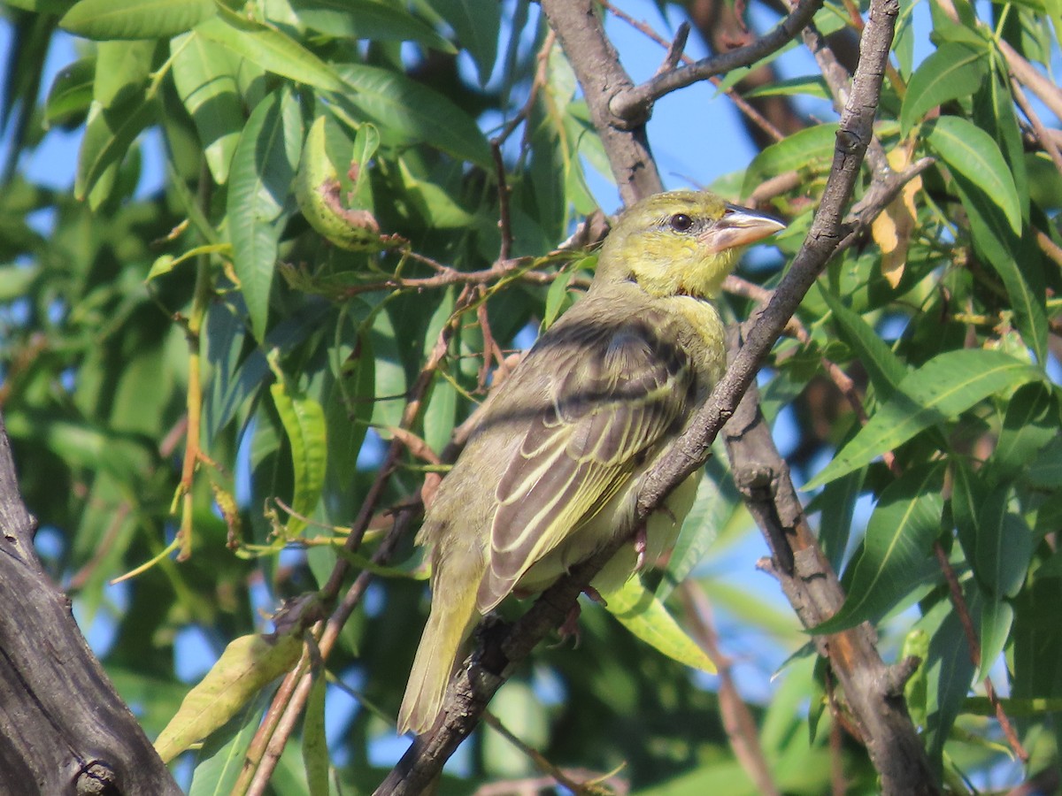 Lesser Masked-Weaver - ML646226229