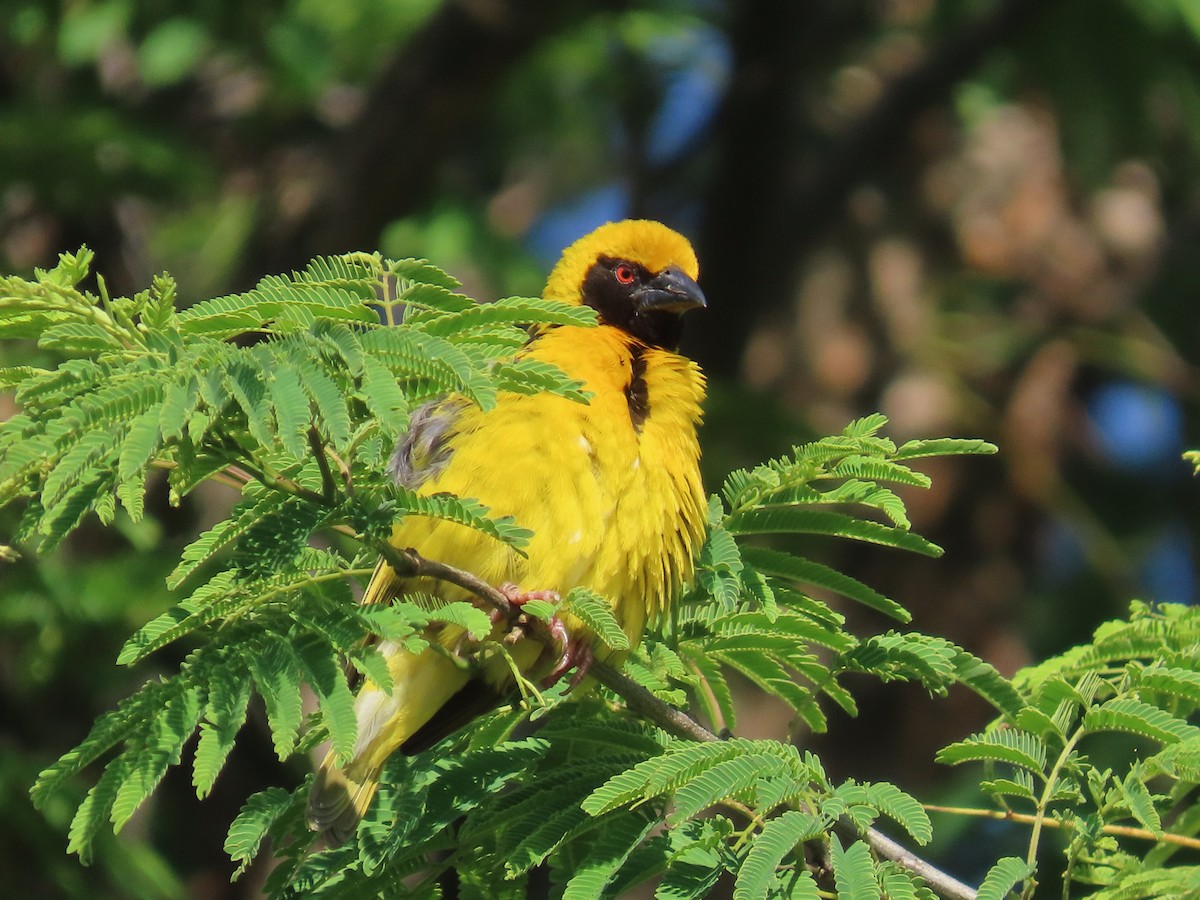 Lesser Masked-Weaver - ML646226230