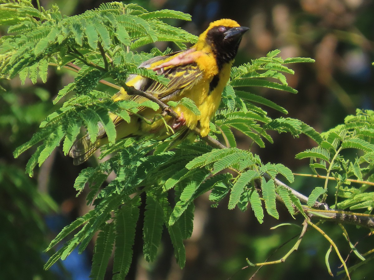 Lesser Masked-Weaver - ML646226231