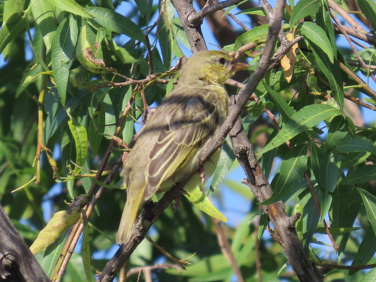 Lesser Masked-Weaver - ML646226232
