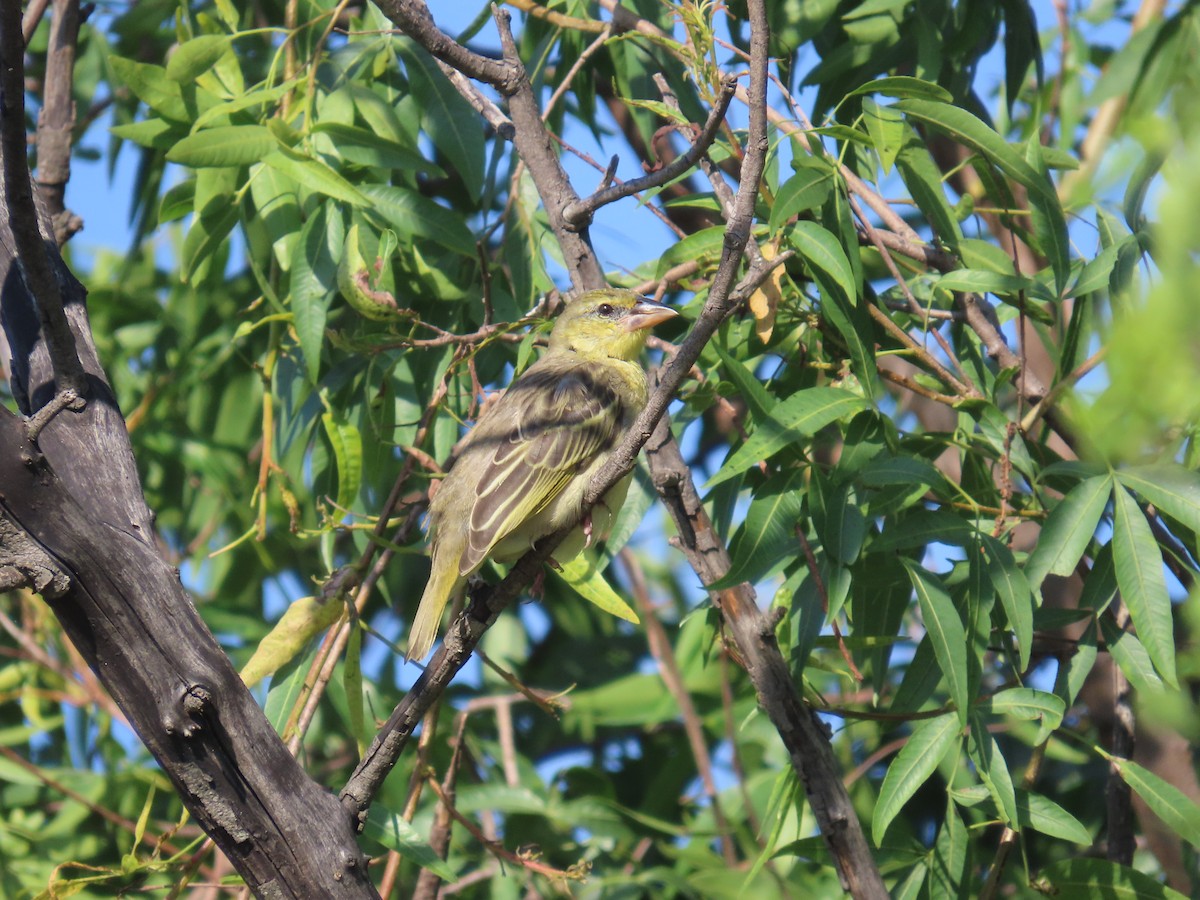 Lesser Masked-Weaver - ML646226233