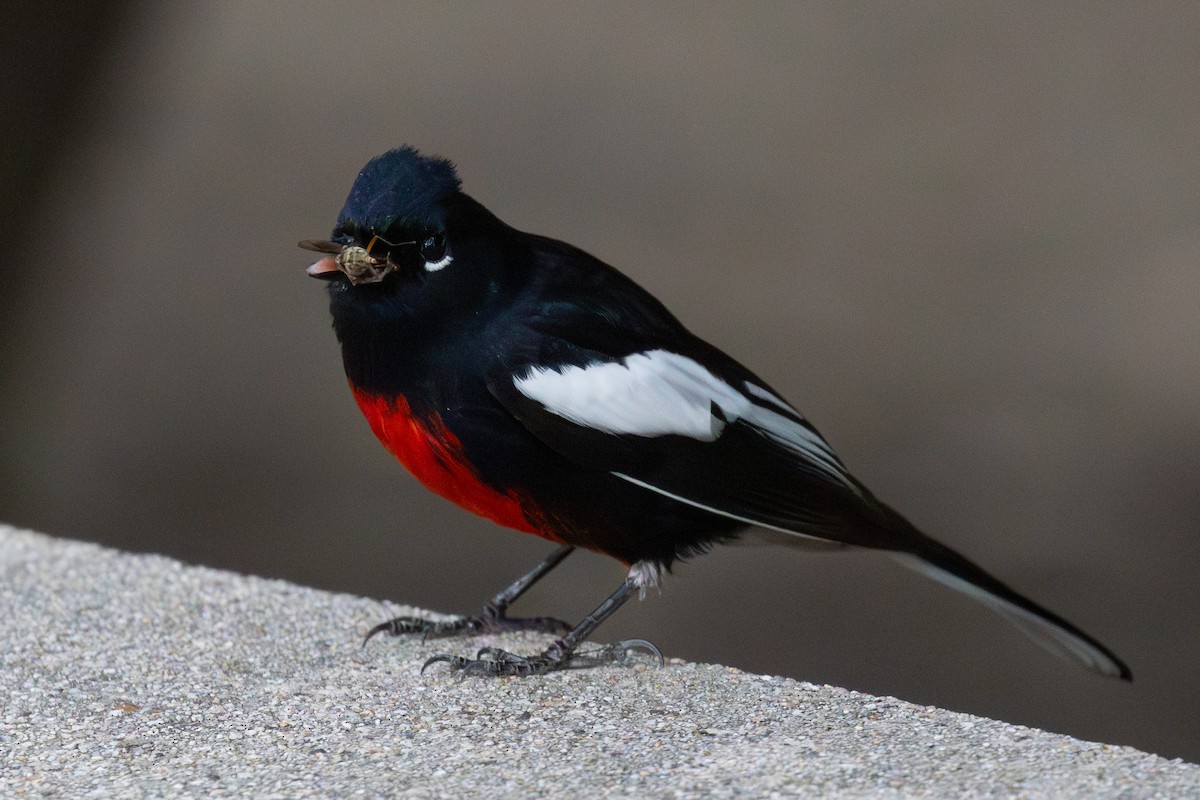 Painted Redstart - ML646226248