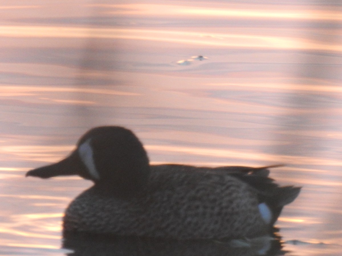 Blue-winged Teal - ML646226249