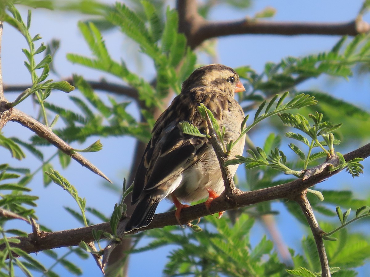 靛藍維達雀 - ML646226250