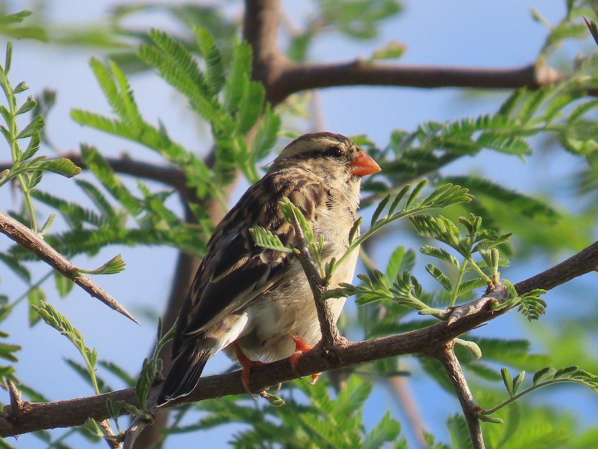 靛藍維達雀 - ML646226251