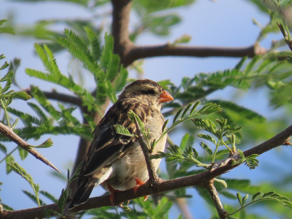 靛藍維達雀 - ML646226252