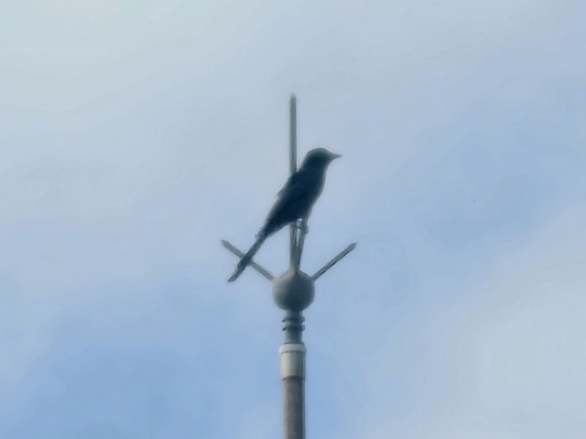 大卷尾 - ML646226253