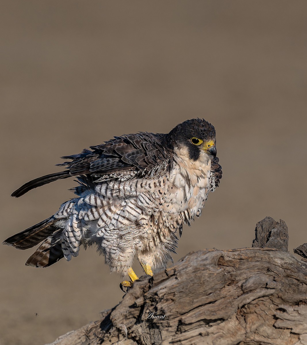 遊隼 - ML646226255