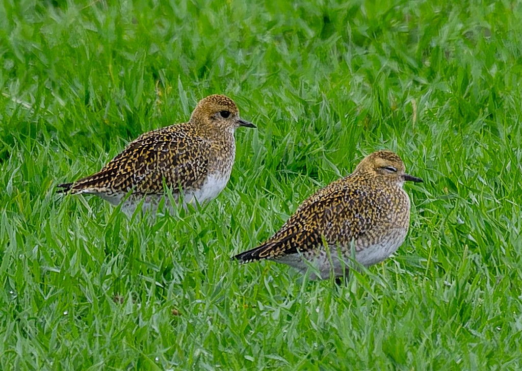 European Golden-Plover - ML646226256